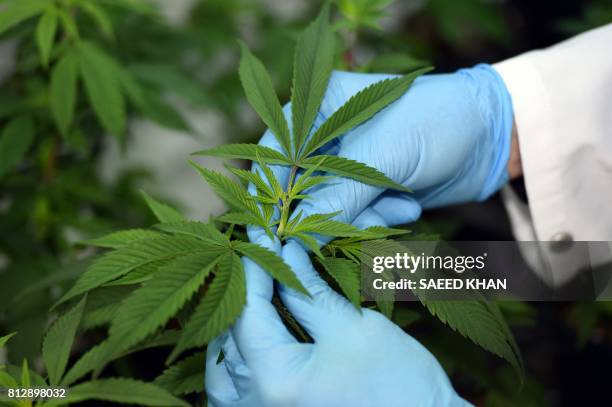 This picture taken on June 9, 2017 shows Peter Crock, chief executive of Cann group limited, examining two-months-old cannabis cuttings at an...