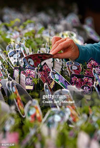 Woman inspects plants during the Gardening Scotland show at the Royal Highland Centre on May 30, 2008 in Edinburgh, Scotland. Four hundred exhibitors...