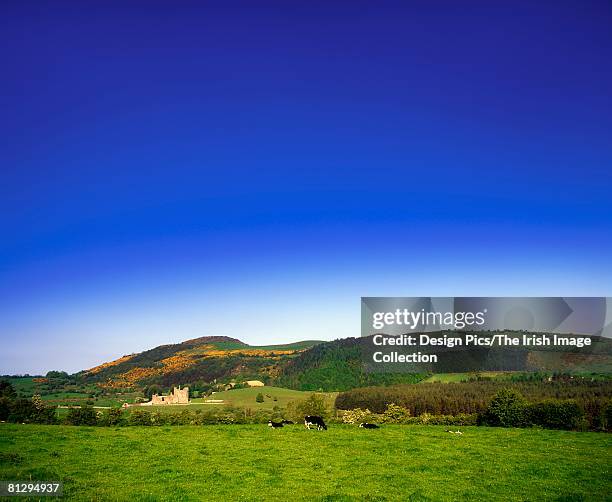 holstein-friesian cattle, fore abbey, co westmeath, ireland - holstein friesian stockfoto's en -beelden