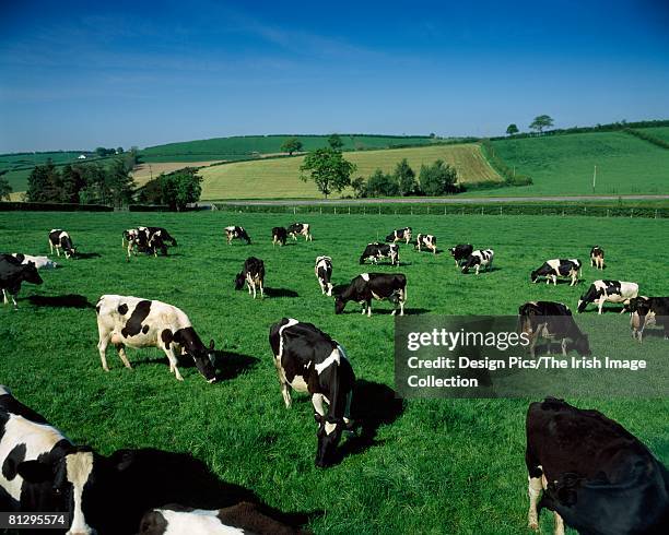 holstein-friesian dairy cows, co down, ireland - holstein friesian stockfoto's en -beelden