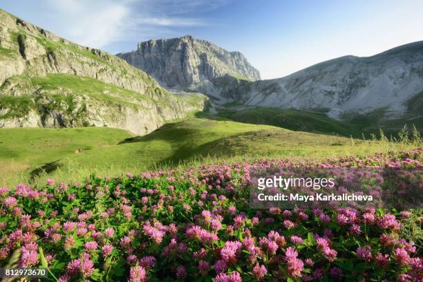 beautiful mountain scenery with flowers in tymfi, pindos mountains, zagoria / epirus, greece - epirus greece stock pictures, royalty-free photos & images