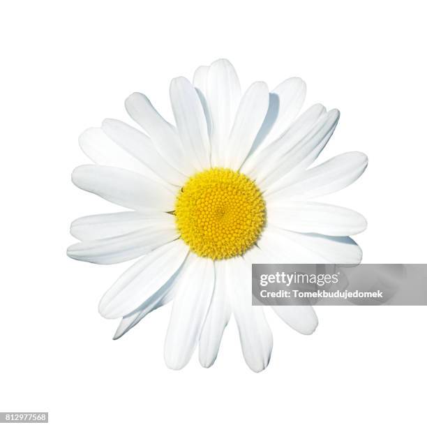 daisy - flowers isolated stock pictures, royalty-free photos & images