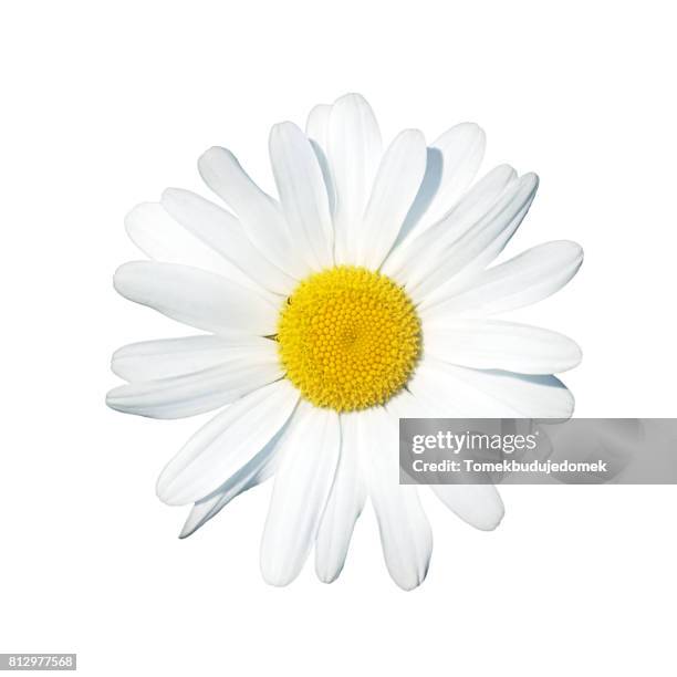 daisy - white flower imagens e fotografias de stock