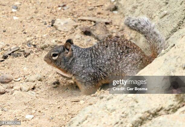 rock squirrel (otospermophilus variegatus) - arizona ground squirrel stock-fotos und bilder