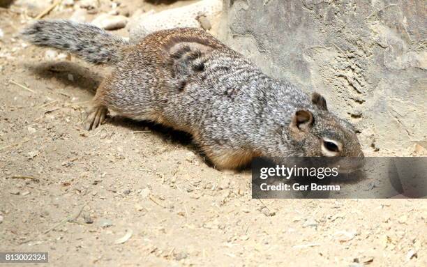 rock squirrel (otospermophilus variegatus) - arizona ground squirrel stock-fotos und bilder