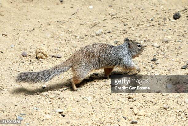 north american rock squirrel (otospermophilus variegatus) - arizona ground squirrel stock pictures, royalty-free photos & images