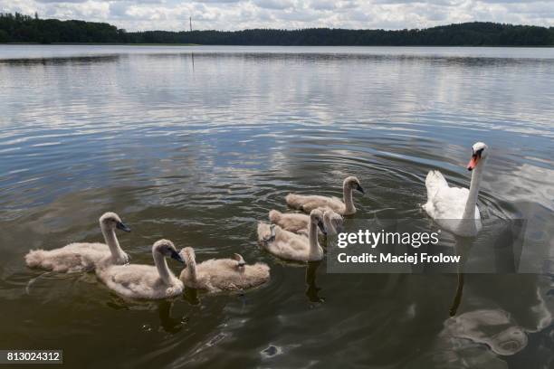 swan and youg swans at the lake - cygnet stock pictures, royalty-free photos & images