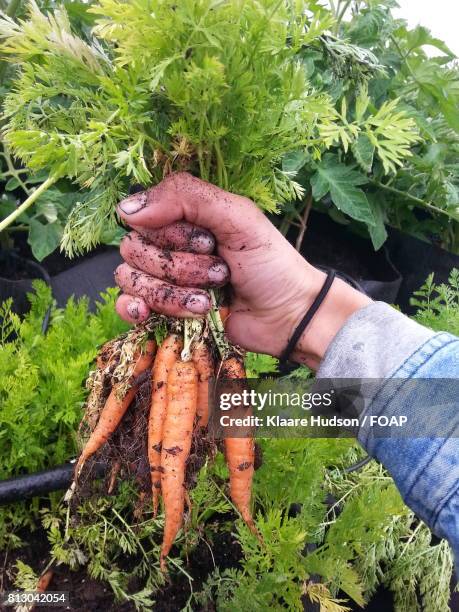 person hand holding carrots - lifestyle stock pictures, royalty-free photos & images