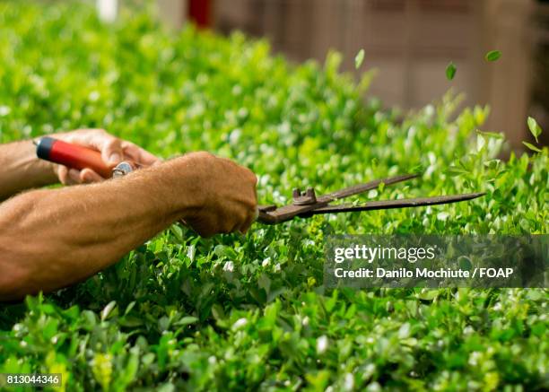 person doing gardening using equipment - lifestyle stock pictures, royalty-free photos & images