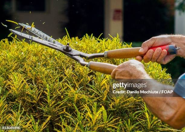 gardener pruning the bushes with shears - lifestyle stock pictures, royalty-free photos & images