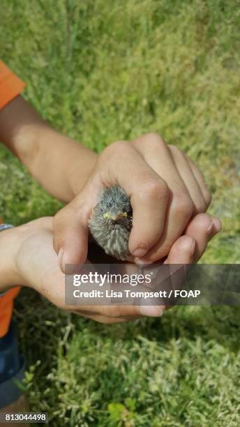 child holding small bird - lisa fringer stock pictures, royalty-free photos & images