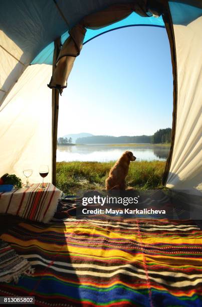 romantic golden retriever sitting in front of a tent next to beglika lake - dog camping stock pictures, royalty-free photos & images
