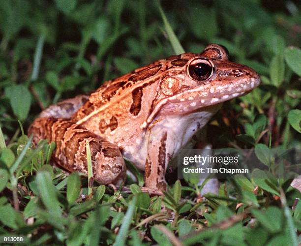 Southern Leopard Frog in Everglades National Park waiting for insects in the dark . The park has 14 species of frogs.