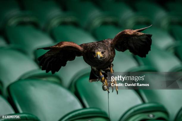 Rufus, a Harris hawk, flies over the stands of Centre Court ahead of day nine of the Wimbledon Lawn Tennis Championships at the All England Lawn...