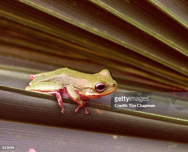 Squirrel Tree Frog,, on a palm frond in Everglades National Park in the Pine/Palmetto area where limestone solution holes form small ponds where the...