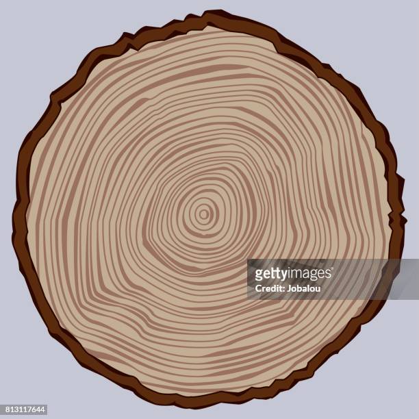 ilustraciones, imágenes clip art, dibujos animados e iconos de stock de sección de tronco de árbol - tree rings