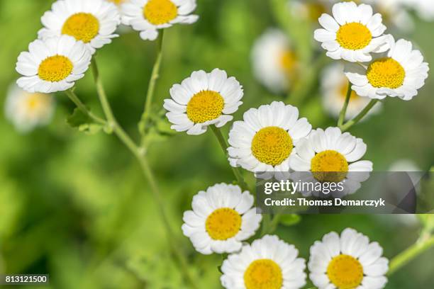 camomilla - pianta di camomilla foto e immagini stock