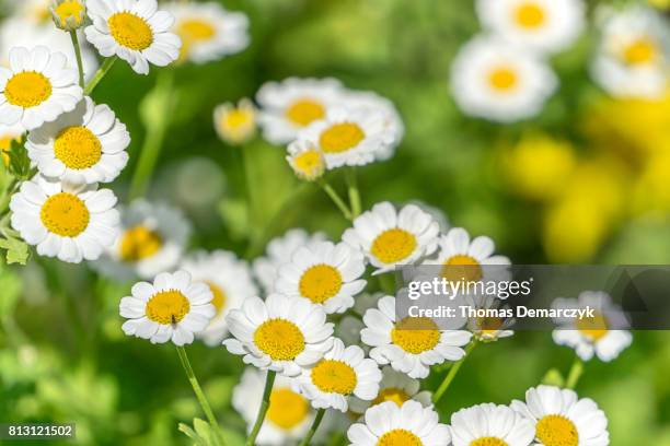 chamomile - chamomile stock pictures, royalty-free photos & images