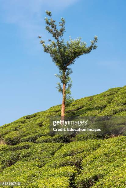 Lone Tree In Tea Plantation, Munnar, Kerala, India.