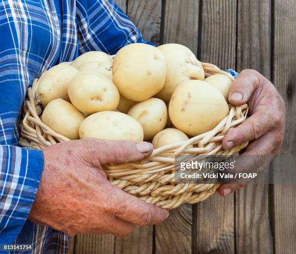 potato in basket - raw new potato stock pictures, royalty-free photos & images
