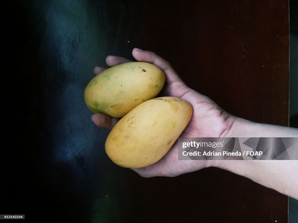 Fresh Mangoes In Hand Photo - Getty Images