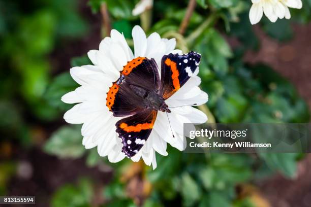 bold colours - vanessa atalanta stock pictures, royalty-free photos & images