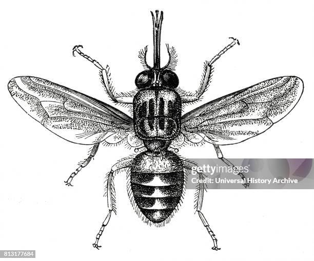 Tsetse Fly, Africa, Illustration, 1885.