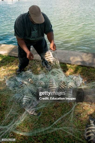 Net fisherman inspects his catch, St. Petersburg, Florida.