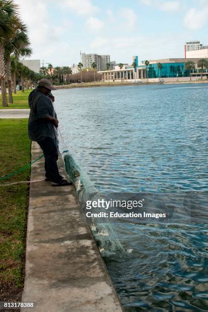 Net fisherman pulls in his catch, St. Petersburg, Florida.