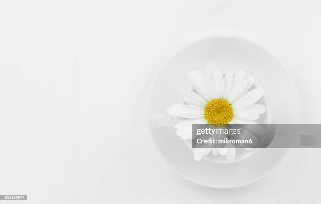 Tea cup with ox-eye daisy flower on white background