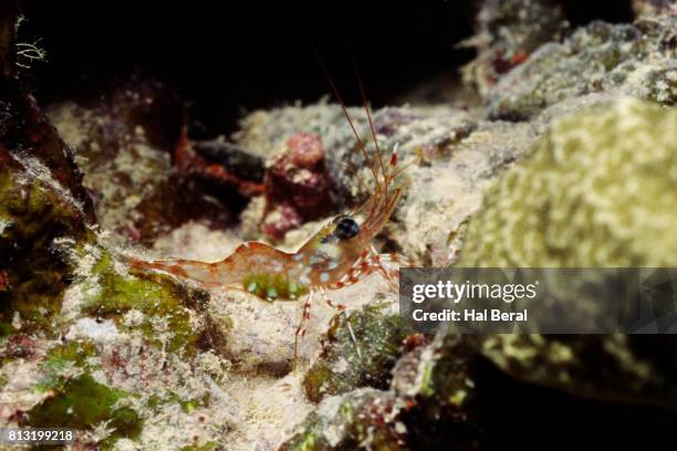 Cleaner Fish Stock Fish Cleaner Shrimp Photos and Premium High Res Pictures - Getty Images