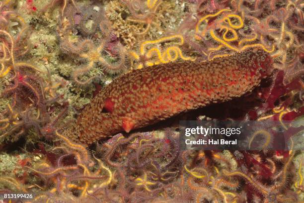 warty sea cucumber - ophiotrix spiculata fotografías e imágenes de stock