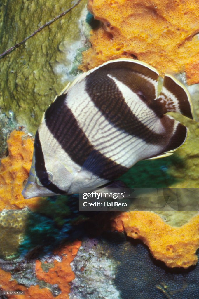 Banded Butterflyfish