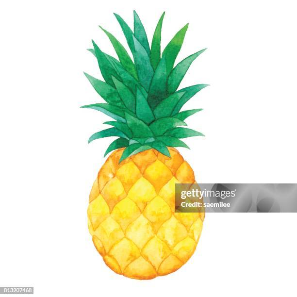 ilustraciones, imágenes clip art, dibujos animados e iconos de stock de piña de acuarela - acuarela en papel