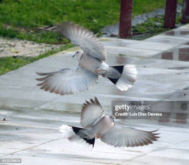 two turtle doves - two turtle doves stock pictures, royalty-free photos & images