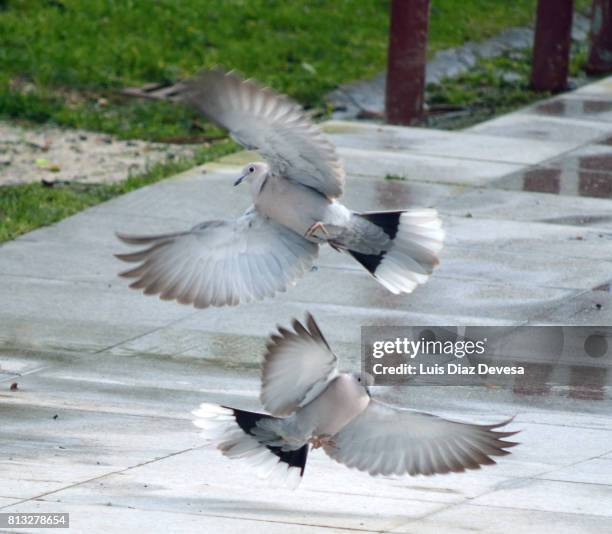 two turtle doves - columbiformes stock pictures, royalty-free photos & images