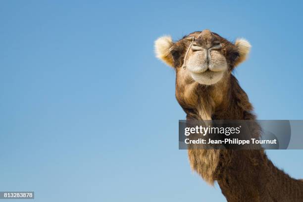 portrait of a camel, qeshm island, southern iran - camello dromedario fotografías e imágenes de stock