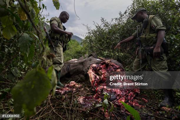 Conservation Rangers investigate and then deploy bloodhounds in Virunga National Park to investigate the corpse of a elephant killed in the night,...