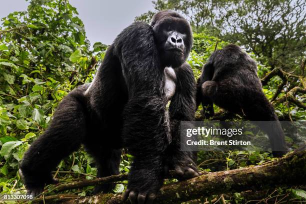 April 2015: Two alpha male silverback mountain gorilla from the Mpua family seen in the Jomba rainforest, Virunga National Park, DRC.