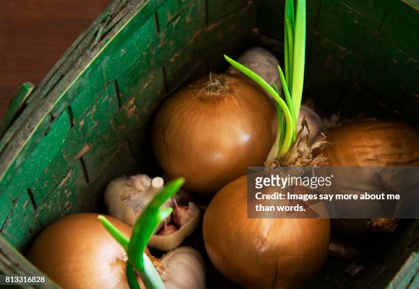 home moments - sprouted onions and garlic in an old green basket. - aglio foto e immagini stock