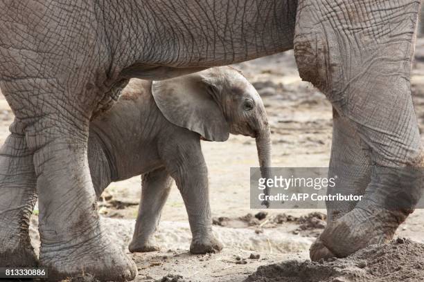 Baby elephant, of the species Loxodonta africana, which is in danger of extinction, is seen at the Africam Safari zoo in Puebla, Mexico, on July 12,...