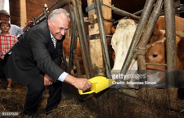 Erwin Huber, head of the CSU and Bavarian Economic Minister is feeding cows in the cow barn of milk farmer Hans Doeringer on June 2, 2008 in...