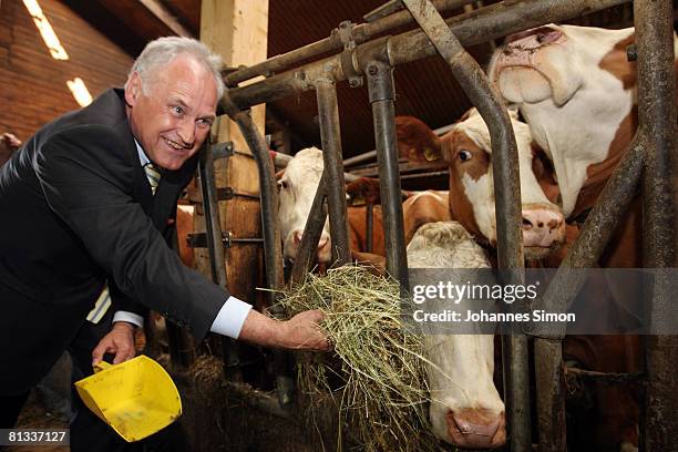 Erwin Huber, head of the CSU and Bavarian Economic Minister is feeding cows in the cow barn of milk farmer Hans Doeringer on June 2, 2008 in...