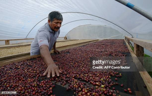 Coffee planter Javier Sedano inspects coffee grains drying at their plantation near the town of Satipo, in the VRAEM region, on June 28, 2017. The...