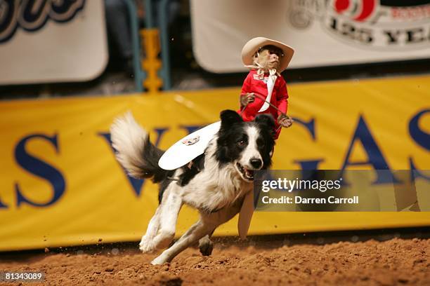 Rodeo: National Finals, View of monkey riding dog, animal at Thomas & Mack Center, Las Vegas, NV