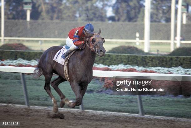 Horse Racing: Flamingo Stakes, Jorge Velasquez in action aboard Alydar at Hialeah Park, Hialeah, FL 3/4/1978