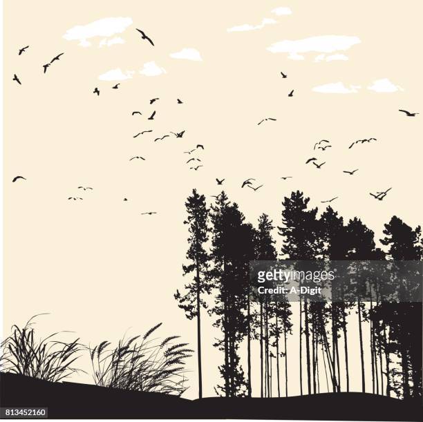 ilustrações, clipart, desenhos animados e ícones de aves florestais do pôr do sol - treelined