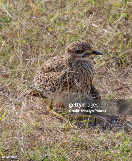 spotted thick-knee - spotted thick knee stock pictures, royalty-free photos & images