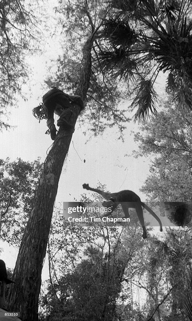 A Florida Panther...