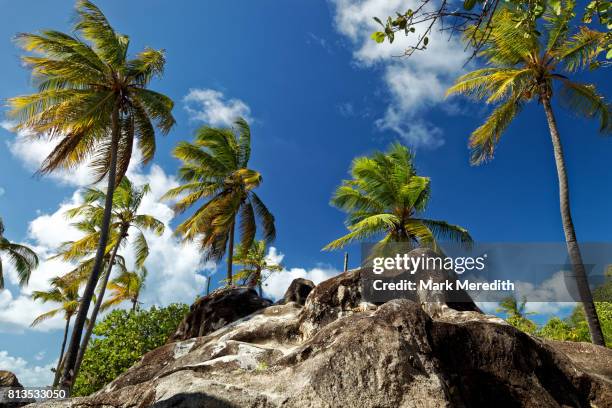 boulder and palms at the baths national park, virgin gorda, british virgin islands - virgin islands national park stockfoto's en -beelden